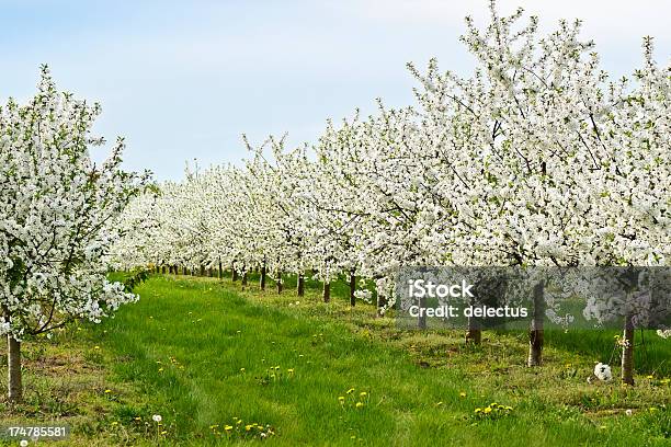 Blühende Apfel Bäume Stockfoto und mehr Bilder von Apfelbaum - Apfelbaum, Apfelbaum-Blüte, Baum