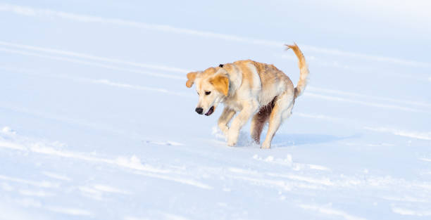 istock Lovely dog jumping in snow 1747856256