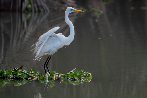 The intermediate egret, median egret, smaller egret, or yellow-billed egret (Ardea intermedia ) is a medium-sized heron. Some taxonomists put the species in the genus Egretta or Mesophoyx. It is a resident breeder from east Africa across the Indian subcontinent to Southeast Asia and Australia.