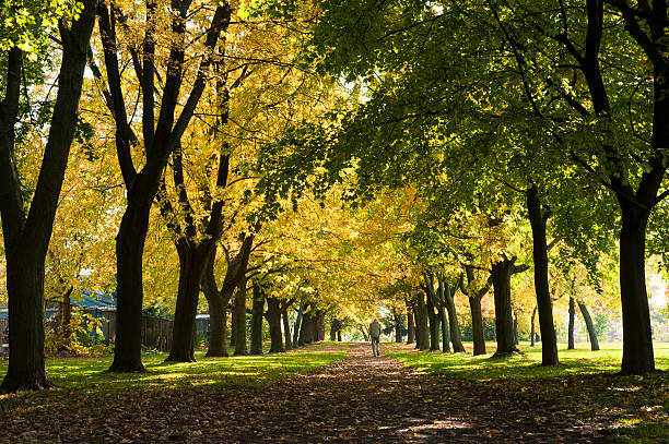 A long row of tall deciduous trees changing colour in the autumn season with an unrecognizable person walking under the canape of leafs over the pathway.