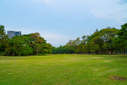 Green meadow grass in city park with tree forest nature landscape