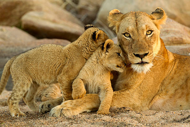 Lion Family young cubs rub up against mom southern africa stock pictures, royalty-free photos & images