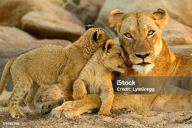 Lion Family Stock Photo - Download Image Now - Lion - Feline, Kruger National Park, Lioness - Feline