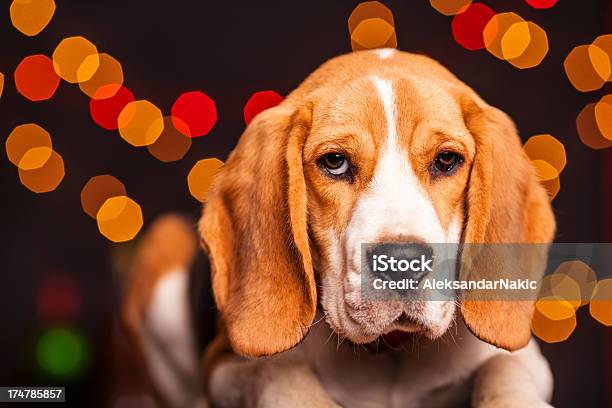 Perro Beagle Foto de stock y más banco de imágenes de Acostado - Acostado, Animal, Animal doméstico