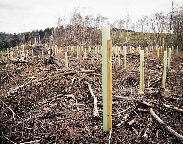 replantation: baum pflanzen tubes - homegrown produce environment green forest stock-fotos und bilder