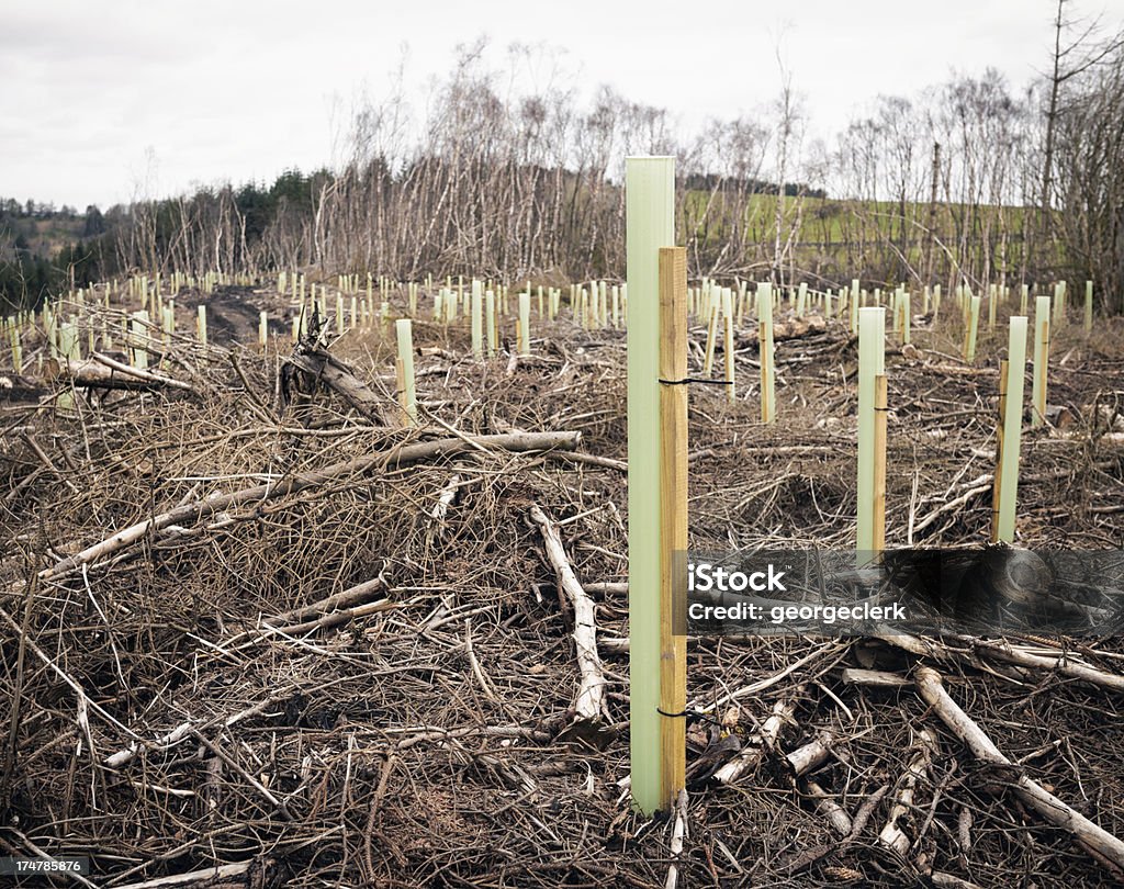 Replantation: Plantação de árvores tubos - Royalty-free Reino Unido Foto de stock