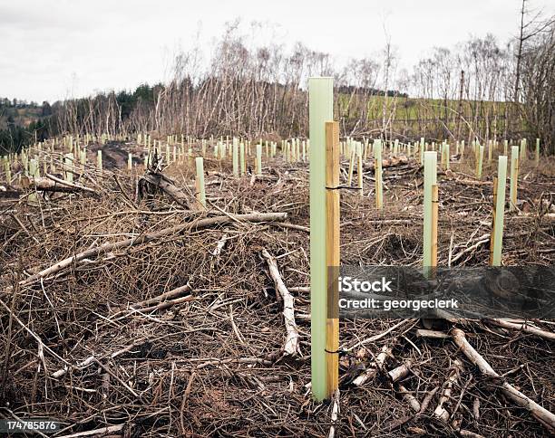 Foto de Replantation Tubos De Plantálas e mais fotos de stock de Reino Unido - Reino Unido, Indústria Madeireira, Novo