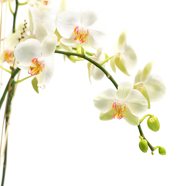 beautiful white orchid isolated from background beautiful white orchid isolated from backgroundMORE RELATED IMAGES HERE: vanilla orchid stock pictures, royalty-free photos & images