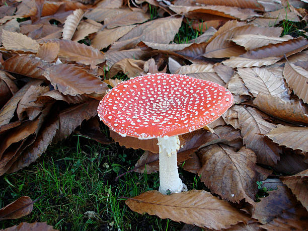 cogumelo venenoso, agárico veneno cogumelo vermelho no outono - mushroom fly agaric mushroom photograph toadstool imagens e fotografias de stock
