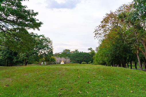 Green meadow grass in city park with tree forest nature landscape
