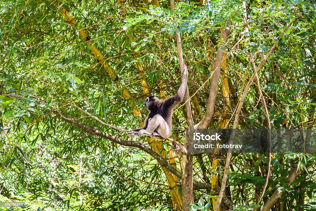 Gibbon sitzen auf Ästen - Lizenzfrei Affe Stock-Foto