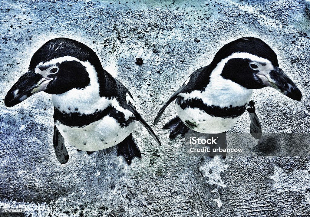 Par de pingüinos - Foto de stock de Aire libre libre de derechos