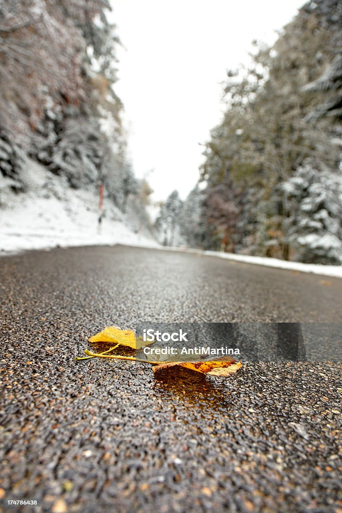 Feuilles d'automne sur le mouillé route d'hiver - Photo de Allemagne libre de droits
