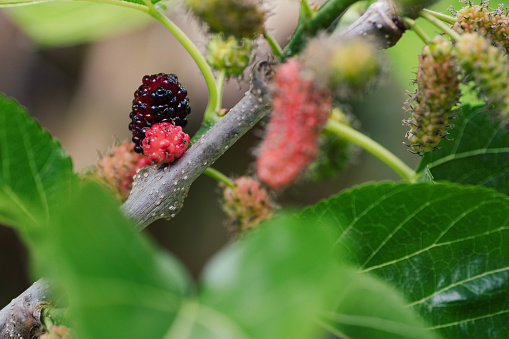 Ripe and Unripe mulberries on a mulberry tree