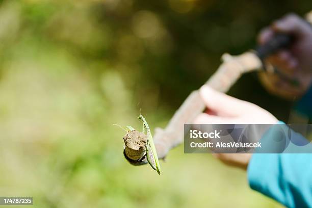 Photo libre de droit de Mante Religieuse banque d'images et plus d'images libres de droit de Animal invertébré - Animal invertébré, Animaux à l'état sauvage, Arthropode