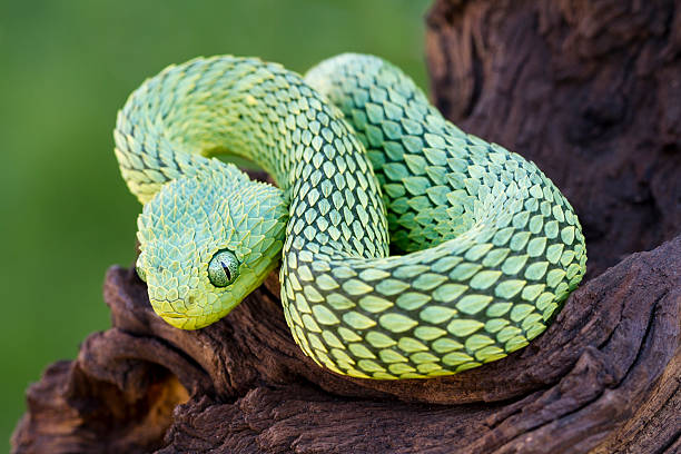 African Bush Viper African Bush Viper Coiled to Strike viper photos stock pictures, royalty-free photos & images