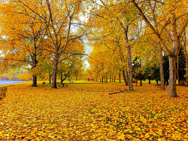yellow maple leaf yellow-orange maple tree yellow leaves tree nature spring