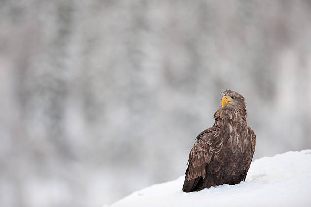 Aquila di mare nel selvaggio - foto stock