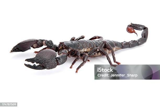 Skorpion Isoliert Auf Weiss Stockfoto und mehr Bilder von Dunkel - Dunkel, Einzelnes Tier, Fotografie