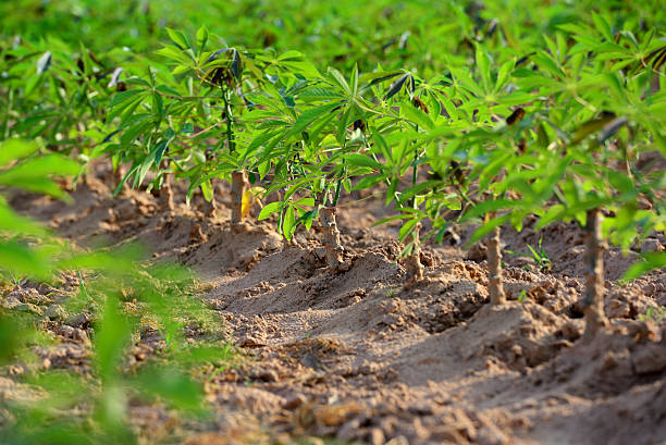 Cassava field stock photo