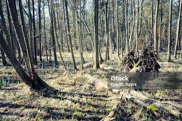 Pine Tree And Swamp Forest At Baltic Sea Stock Photo - Download Image Now - Baltic Sea, Color Image, Cross-processed