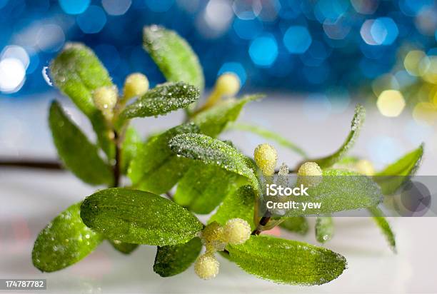 Mistletoe Stock Photo - Download Image Now - Animal Markings, Art, Arts Culture and Entertainment