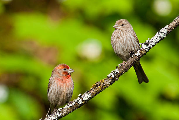 istock Pair of House Finches in a Tree 174787876