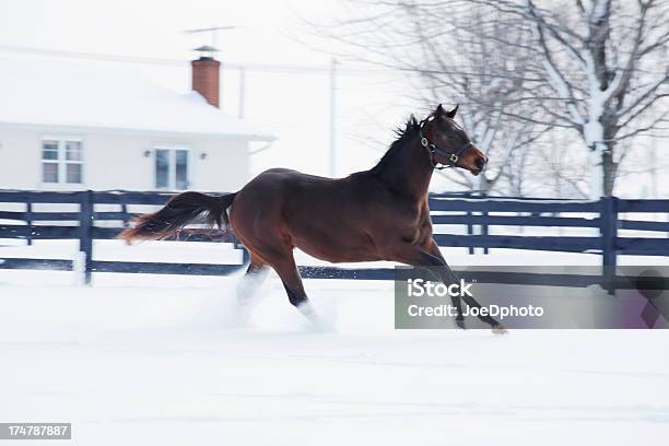 Pferd Auf Den Lauf Im Schnee Stockfoto und mehr Bilder von Fotografie - Fotografie, Fundraising, Horizontal