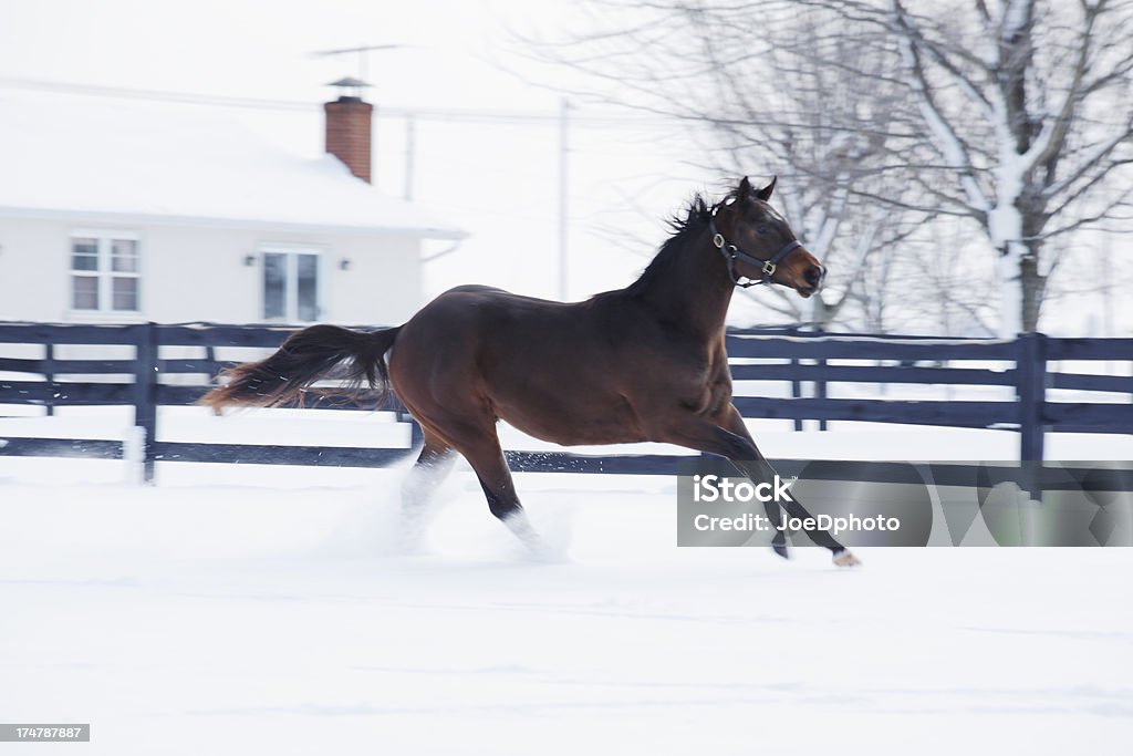 Cheval sur la course dans la neige. - Photo de Bétail libre de droits