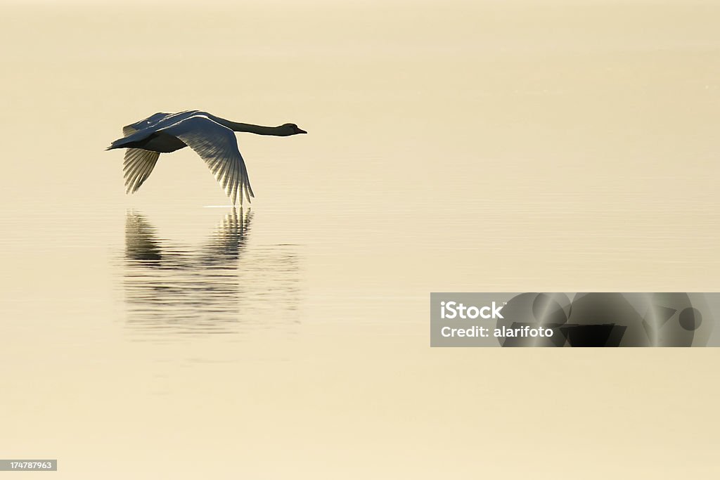 플라잉 백조의 - 로열티 프리 날기 스톡 사진