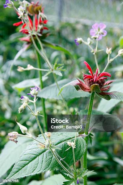 Jardim - Fotografias de stock e mais imagens de Ao Ar Livre - Ao Ar Livre, Beleza natural, Botão - Estágio de flora