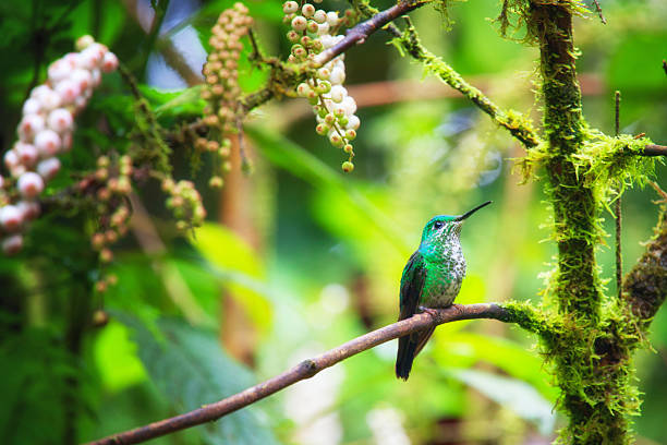 Hummingbird in rainforest