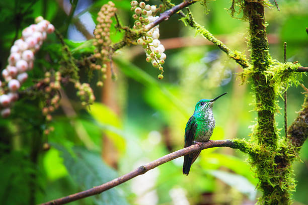Hummingbird in rainforest stock photo