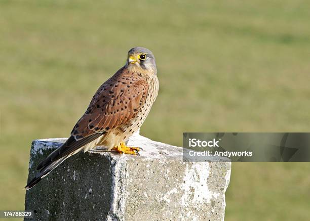 Commonturmfalke Stockfoto und mehr Bilder von Turmfalke - Turmfalke, Echter Falke, Einzelnes Tier