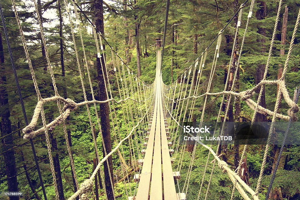 forêt - Photo de Couleur verte libre de droits