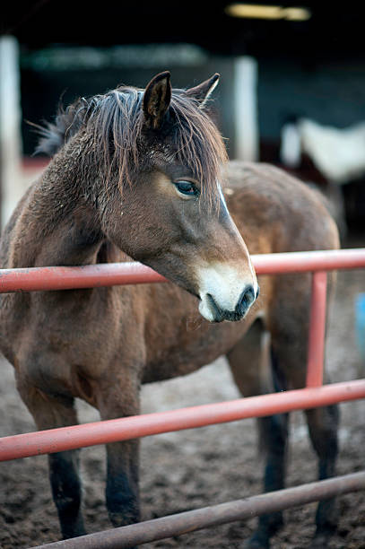 istock Horse by Fence 174789083