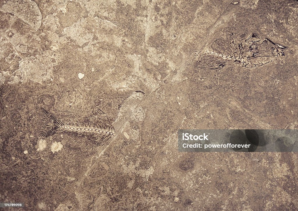 Pesce Fossil diviso in due parti adottando terra - Foto stock royalty-free di Animale