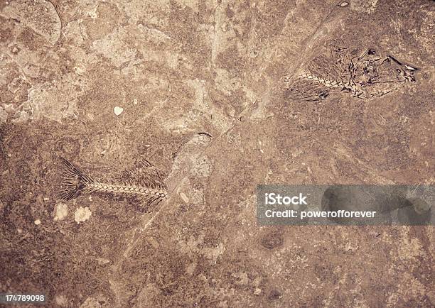 Pesce Fossil Diviso In Due Parti Adottando Terra - Fotografie stock e altre immagini di Animale - Animale, Antico - Condizione, Arenaria - Roccia sedimentaria