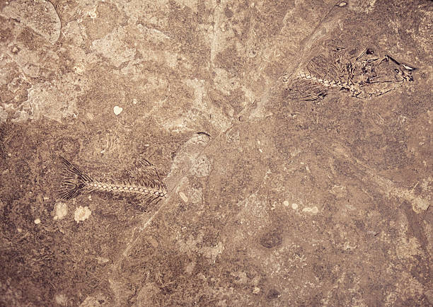 A fish has been fossilized and then some time after the ground has shifted perfectly bisecting the fossil a few inches apart.