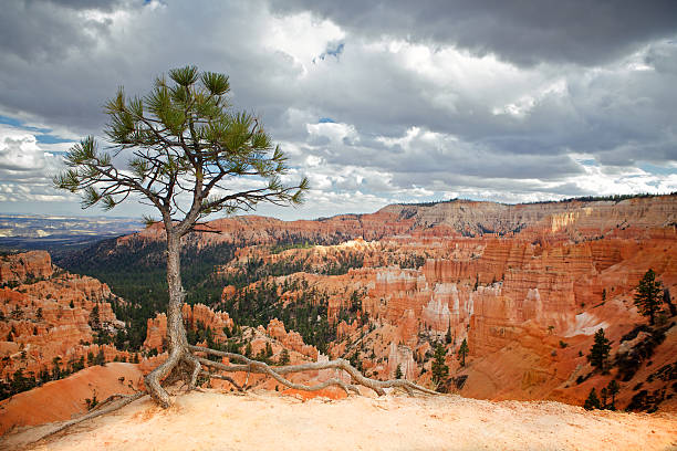 Tree in Bryce canyon Tree standing on the edge of a canyon in Bryce canyon NP sunrise point stock pictures, royalty-free photos & images