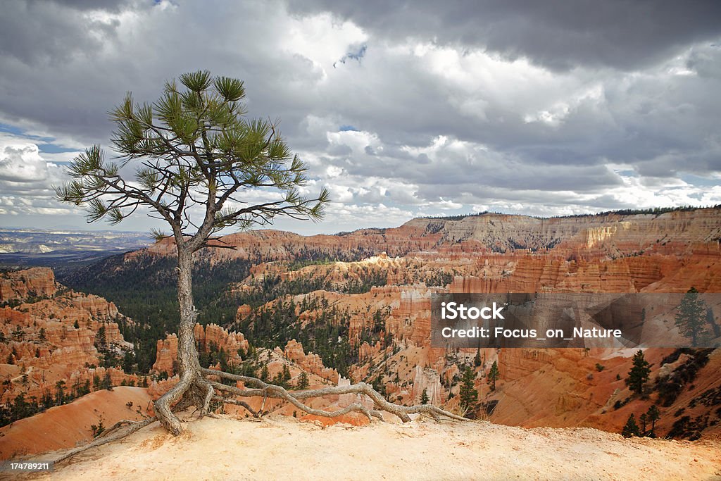 Drzewo w Bryce canyon - Zbiór zdjęć royalty-free (Park Narodowy Bryce Canyon)