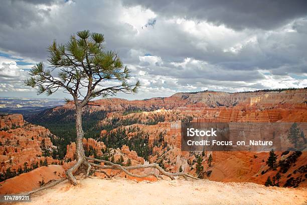 Drzewo W Bryce Canyon - zdjęcia stockowe i więcej obrazów Park Narodowy Bryce Canyon - Park Narodowy Bryce Canyon, Kanion Bryce, Na krawędzi