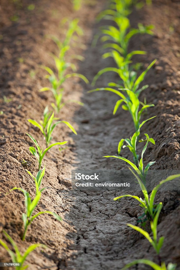 Giovani piantine in un campo di mais. - Foto stock royalty-free di Agricoltura