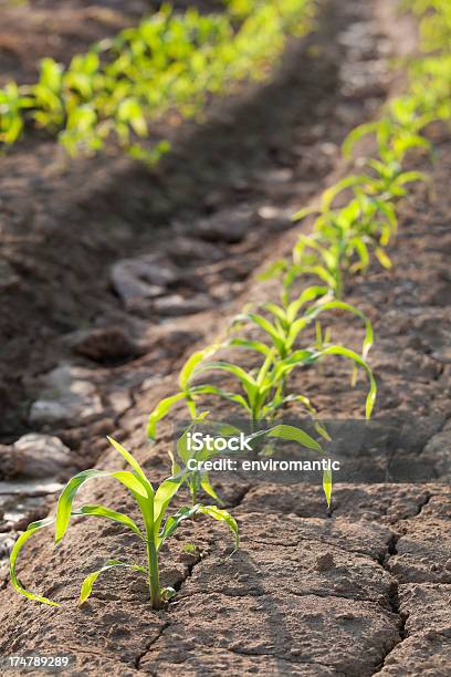 Joven En Un Campo De Maíz Seedlings Foto de stock y más banco de imágenes de Agricultura - Agricultura, Aire libre, Campo - Tierra cultivada