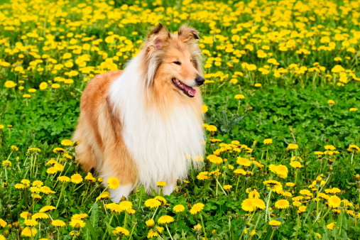 Collie dog stands in a spring meadow.