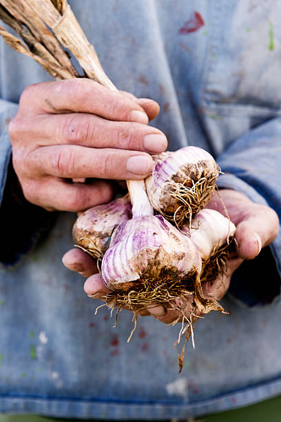 istock Midsection of a man holding organic harvested garlic. 174789505