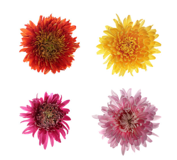 istock Collection of chrysanthemums 174789531