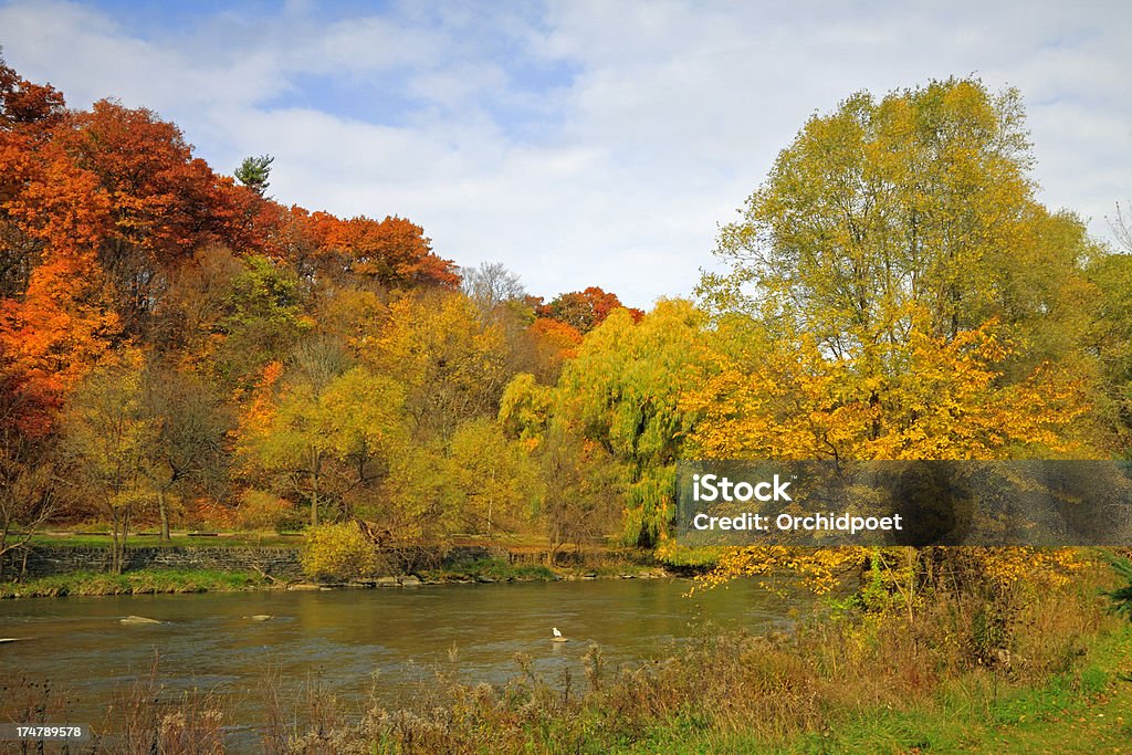 Floresta de outono e do rio - Foto de stock de Amarelo royalty-free