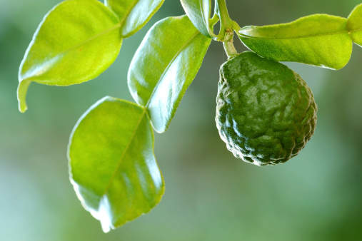 Kaffir Lime or Bergamot fruit on branch