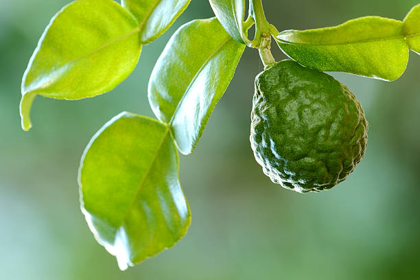 Kaffir lime/bergamot fruit close up Kaffir Lime or Bergamot fruit on branch kaffir stock pictures, royalty-free photos & images